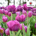 Lila Prinz Tulpenzwiebeln - 20 Stück | KH Bloembollen® Bild 3