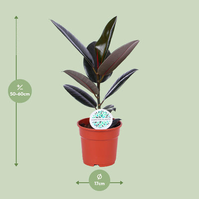 Ficus Elastica Abidjan – Gummibaum, Ø17cm, ↕55cm