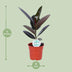 Ficus Elastica Abidjan – Gummibaum, Ø17cm, ↕55cm Bild 2