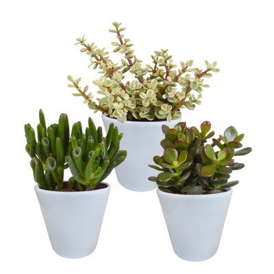 Crassula-Mischung im weißen Topf - 3 Pflanzen