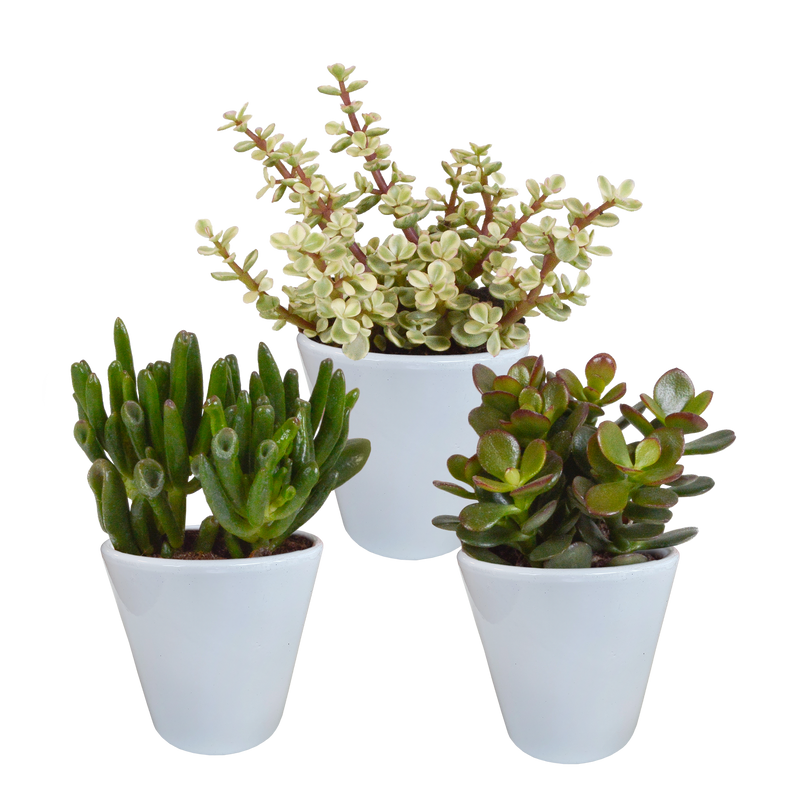 Crassula-Mischung im weißen Topf - 3 Pflanzen