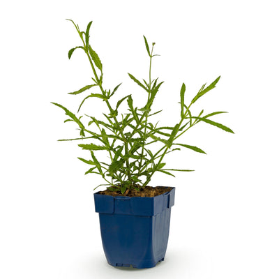 Green boutiQ - Perennials - Verbena bonariensis Lollipop - Vervain - Attracts Bees and Butterflies - Purple - 1 Plant - 11cm Pot - Height 15-25cm