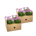 8x Osteospermum ecklonis Pink Ø12 cm - Ihr bunter Blickfang Bild 4