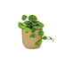 Scindapsus Pictus 'Argyraeus' im gelben ELHO Vibes Topf (14 cm) Bild 2