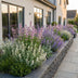 Green boutiQ - Perennial Plant - Nepeta Tricolour - Catnip - Bee and butterfly attractors - Purple - Pink - White - 12 Plants - Pot 11cm - Height 15-25cm Bild 12