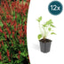 Persicaria amplexicaulis perennial, red flower spikes, 10-25cm, 9cm pot (12x) Bild 1