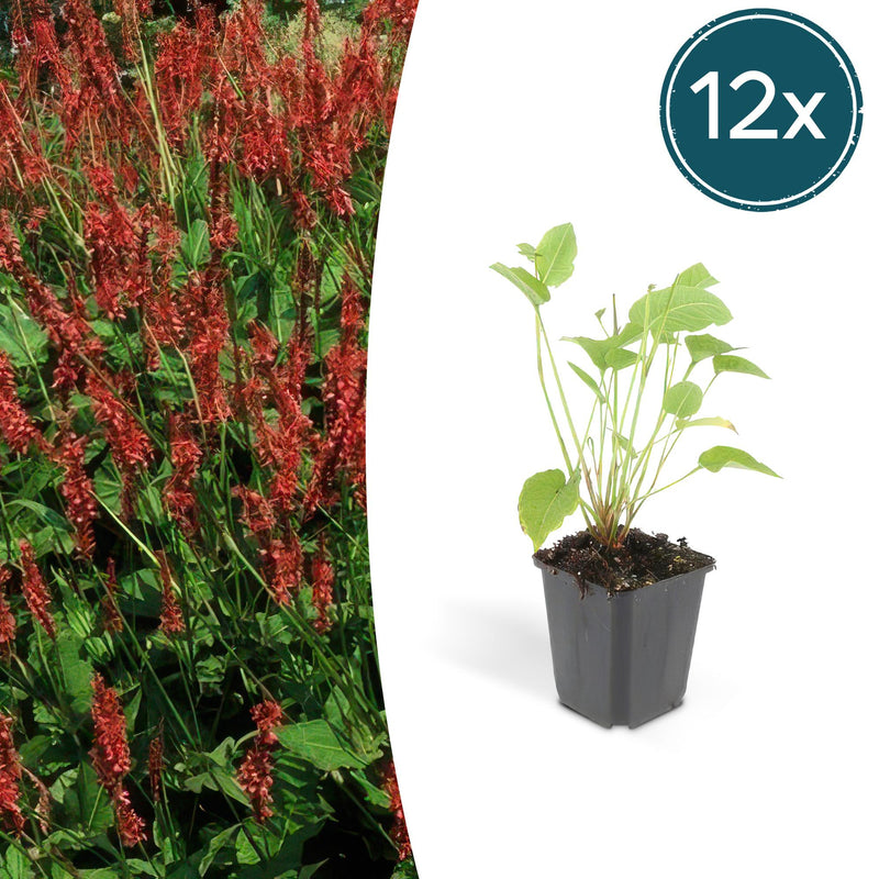 Persicaria amplexicaulis perennial, red flower spikes, 10-25cm, 9cm pot (12x)