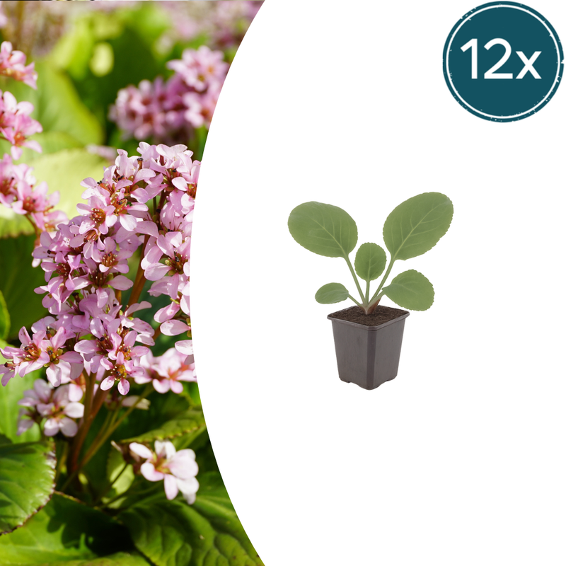 12x Bergenia cordifolia (Schuhplattlerpflanze) 10-25cm, Ø9cm
