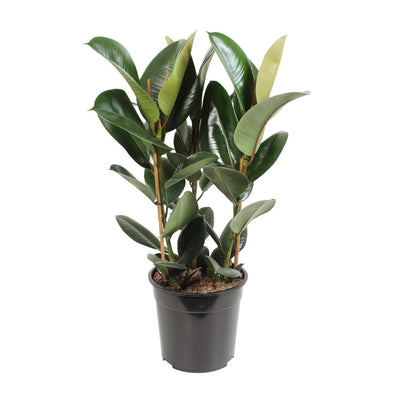 Ficus Elastica Robusta, Gummibaum - Ø27cm, ↕85cm