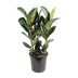 Ficus Elastica Robusta, Gummibaum - Ø27cm, ↕85cm Bild 1