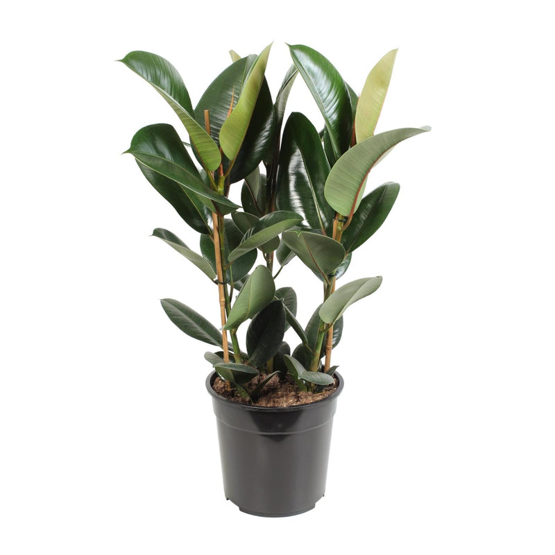 Ficus Elastica Robusta, Gummibaum - Ø27cm, ↕85cm