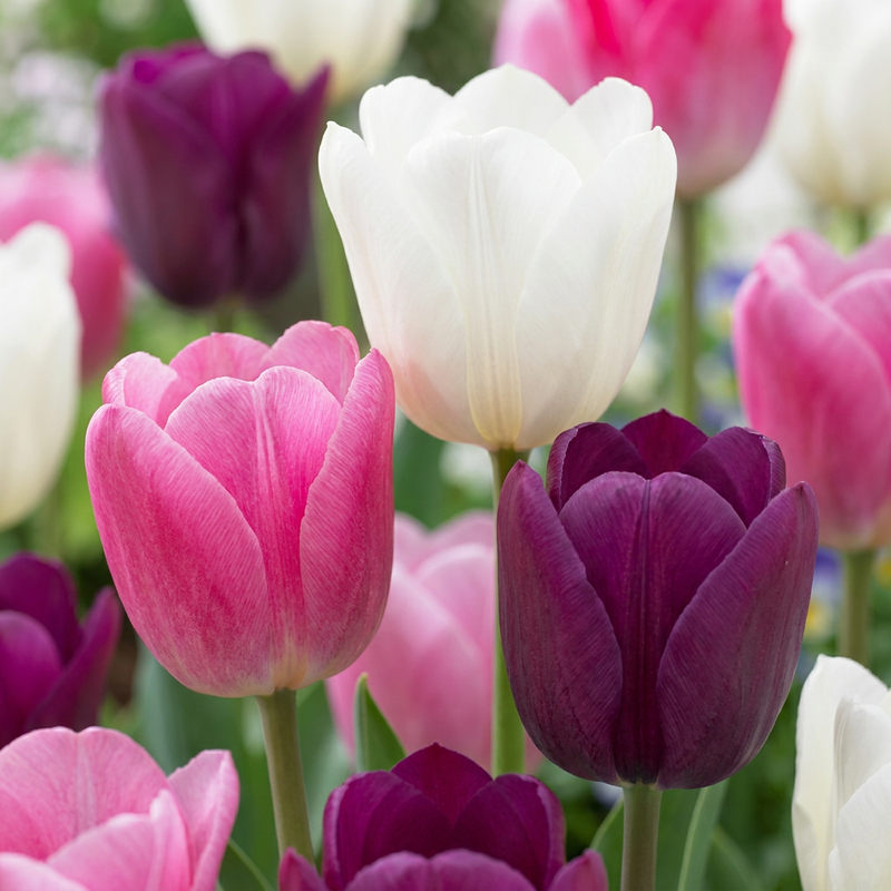 280x Tulpen Pastel Mix Zwiebeln - Frühjahrsblüher, Größe 11/15