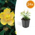 Hypericum calycinum (Schmuckkörbchen) - 24er Packung, 10-25cm Bild 1