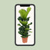 Ficus Lyrata (Geigenfeige) - Ø21cm Topf - ca. 100cm hoch Bild 5