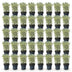 Green boutiQ - 40x Euonymus japonicus White Spire - Kardinalskappen - Heckenpflanzen - Immergrün - Weiß - Grün - Topf 9cm - Höhe 20-30cm Bild 3
