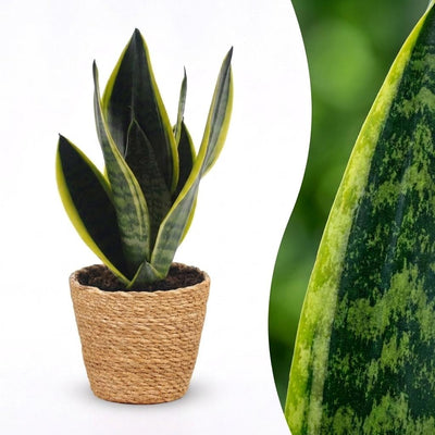 Green boutiQ - Sansevieria Future Superb - Bogenhanf - 1 Pflanze - mit Korb - Topf 12cm - Höhe 35cm