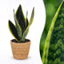 Green boutiQ - Sansevieria Future Superb - Bogenhanf - 1 Pflanze - mit Korb - Topf 12cm - Höhe 35cm Bild 1