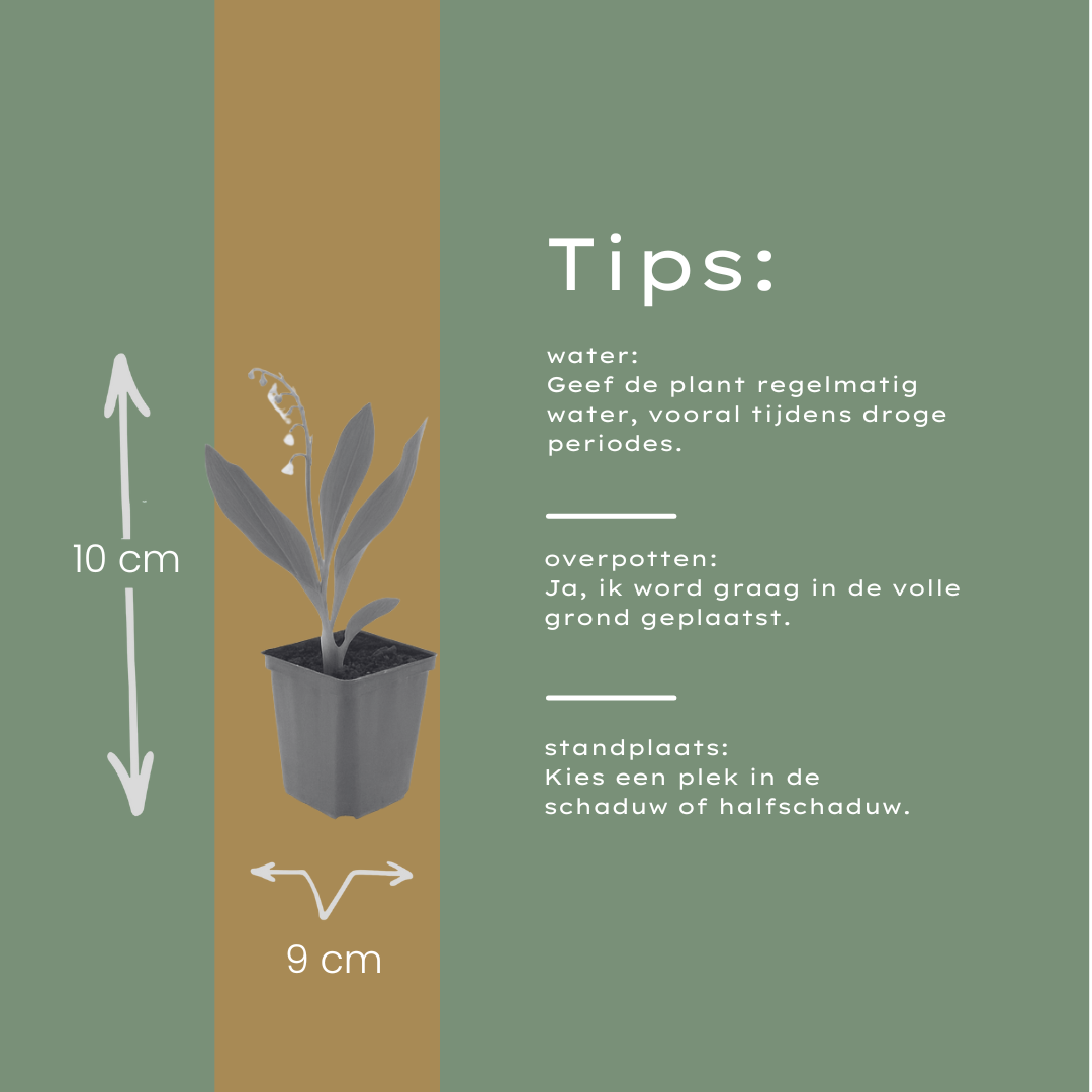 12x Maiglöckchen (Convallaria majalis) - 10-25cm