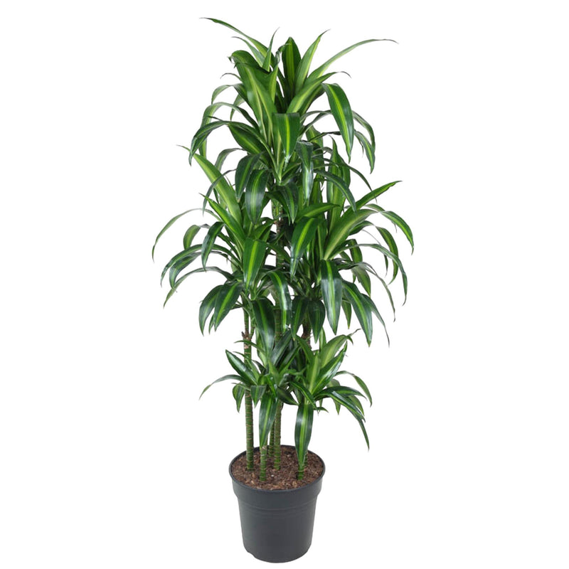 Dracaena Hawaiiana Carrousel 150 cm - Dekorative Zimmerpflanze für Ihr Zuhause