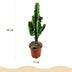Euphorbia eritrea, Afrikanischer Milchbaum, pflegeleicht, Topf 17cm Bild 3