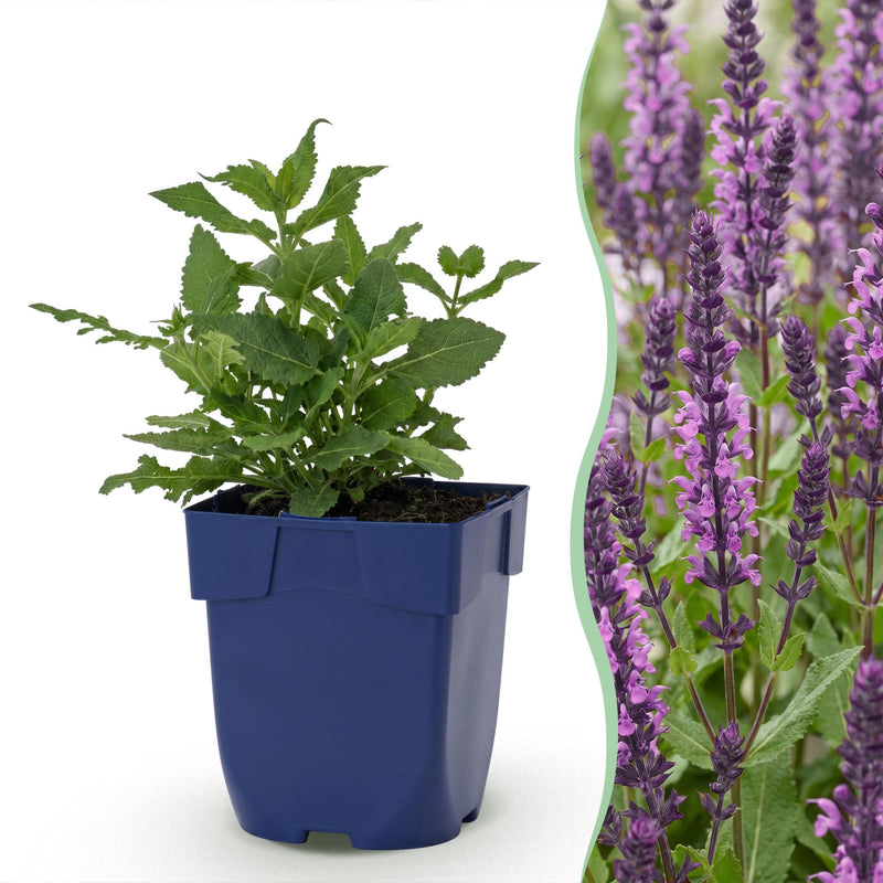 Green boutiQ - Perennial - Salvia nem. Sense Deep Pink - Sage - Bee and Butterfly Attractors - Pink - 6 Plants - Pot 11cm - Height 15-25cm