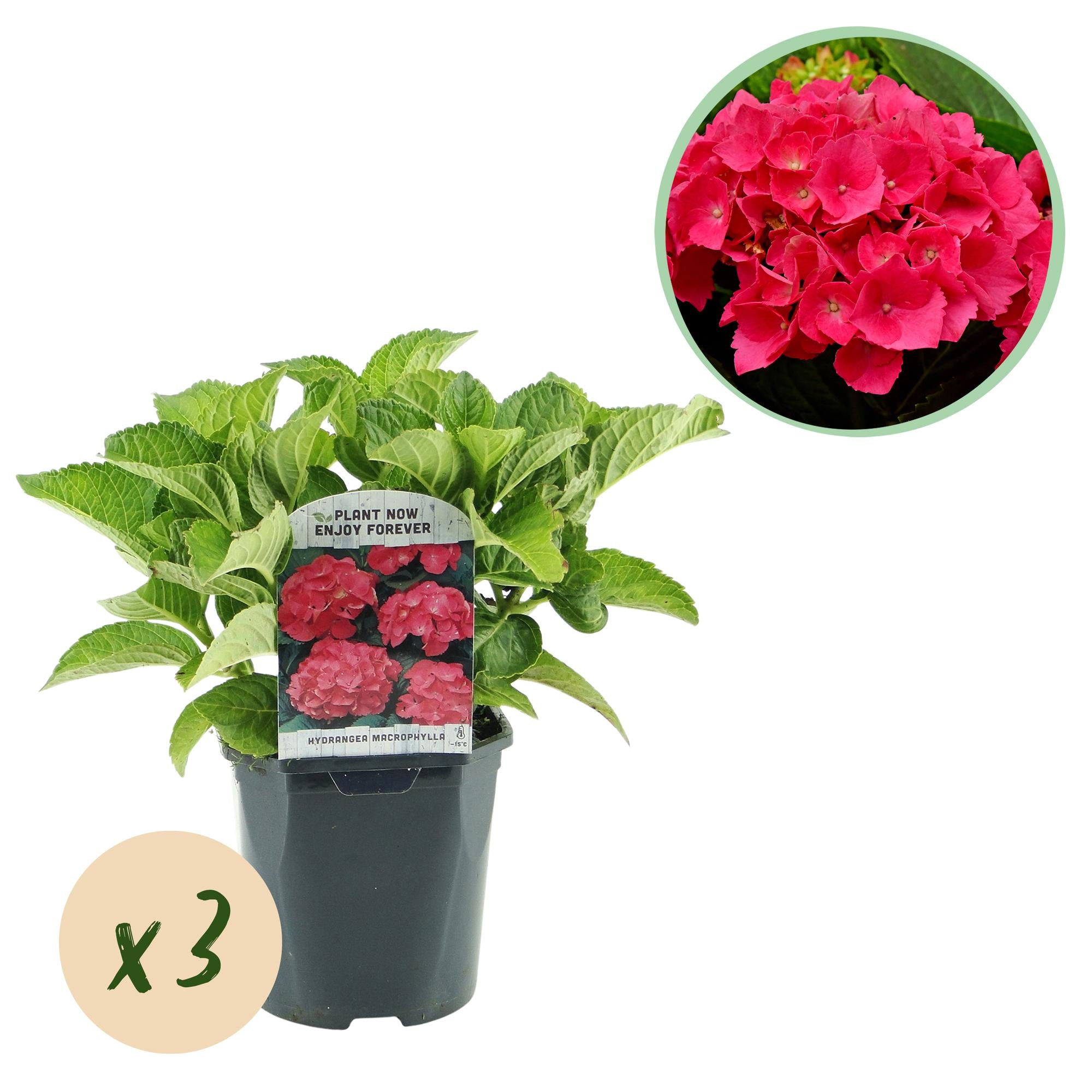 GreenboutiQ - Hortensie - Hydrangea macrophylla Rot - Blume Rot - 3 Pflanzen - 1 m2 - Laubabwerfend - Wenig Pflege - Topf 17cm Höhe 30cm