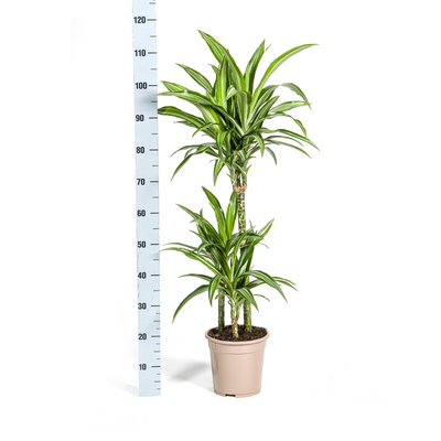 Dracaena Deremensis White Stripe mit Korb Ø21cm, 90-110cm