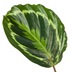 Calathea Medallion (80cm) – Elegante Zimmerpflanze mit Medaillon-Muster Bild 2