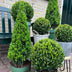 Ilex Pyramid 55 cm high | Evergreen Potted Plant Bild 5
