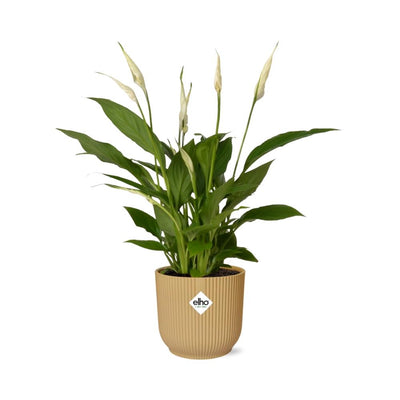 Spathiphyllum Friedenslilie im ELHO Vibes Fold Topf 14 cm gelb