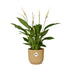 Spathiphyllum Friedenslilie im ELHO Vibes Fold Topf 14 cm gelb Bild 2