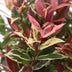GreenboutiQ - Gartenpflanze - Leucothoe Colour Diamond - Bunt - 2 Pflanzen - Immergrün - Wenig Pflege - Topf 17cm Höhe 45cm Bild 5