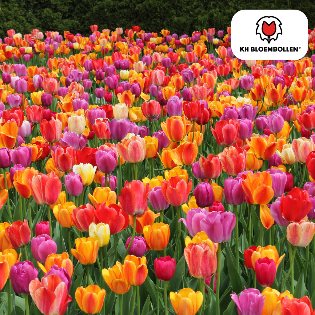 Tulpenbollen Mix – 20 Stuks | KH Bloembollen® | Kleurrijke Tulpenmix – Perfect voor Tuin of Pot – Maat 11/12 – Vers van de Teler