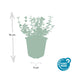 24x Euonymus 'Emerald Gaiety' - 10-25cm pot Ø9cm Bild 3