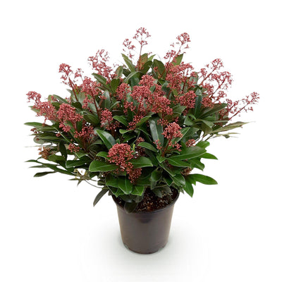GreenboutiQ - Patio Plant - Skimmia japonica Rubella - Red Bloom - 40+ Flowers - 1 Plant - Hardy - Pot 19cm Height 60cm