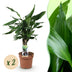 Green boutiQ - Zimmerpflanzen - Dracaena fragrans Steudneri - Drachenbaum - Pflegeleicht - Grün - 2 Pflanzen - Topf 17cm - Höhe 50-55cm Bild 1