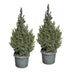 2x Picea glauca Sander's Blue - Blaue Zuckerhutfichte - Blau - Weihnachtsbaum - Ø23cm - ↕60cm Bild 2