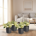 4x Epipremnum Happy Leaf - Pflegeleichte Zimmerpflanze mit bunten Blättern Bild 5