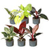 Baby Philodendron Family Set (6 Sorten) - bunte Blätter, Ø6cm Bild 2