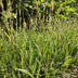 12x Carex morrowii 'Aureovariegata'  - ↕10-25cm - Ø9cm Bild 6