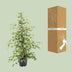 Ficus benjamina 'Twilight' – Elegant Houseplant for Your Home Bild 4