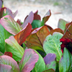 12x Bergenia cordifolia (Schuhplattlerpflanze) 10-25cm, Ø9cm Bild 7