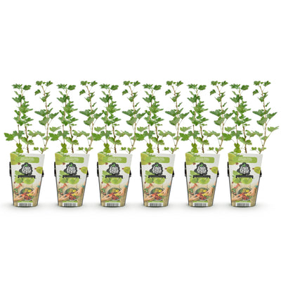 Stachelbeere Hinnonmaki Grün – 6 winterharte Pflanzen im 9cm Topf