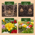 160x Freesia Double Mix - Gefüllte Duft-Freesien Zwiebeln (Größe 5/+) Bild 4
