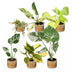 Baby Tropical Mix: 6 bunte Zimmerpflanzen im 6cm Topf Bild 2