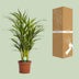 Goldfruchtpalme Dypsis Lutescens - Ø17cm - ↕65cm Bild 4