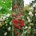 GreenboutiQ Kletterrose Rosa Tricolour, 3 Pflanzen, 40cm, 11cm Topf Bild 4