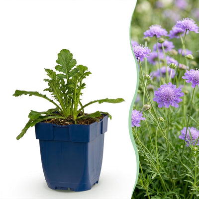 Green boutiQ - Perennial - Scabiosa col. Butterfly Blue - Pincushion Flower - Attracts Bees and Butterflies - Purple - 3 Plants - Pot 11cm - Height 15-25cm