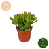 6x Crassula Ovata - Geldbaum - Grün - Sukkulente/Kaktus - Ø12cm - ↕16cm Bild 5