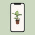 Dieffenbachia Tropic Snow, 60cm, Ø17cm Bild 5